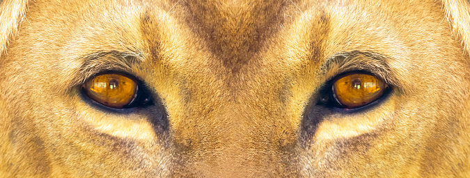 Big yellow eyes of a lion close-up. Female African lioness eyes looking at camera