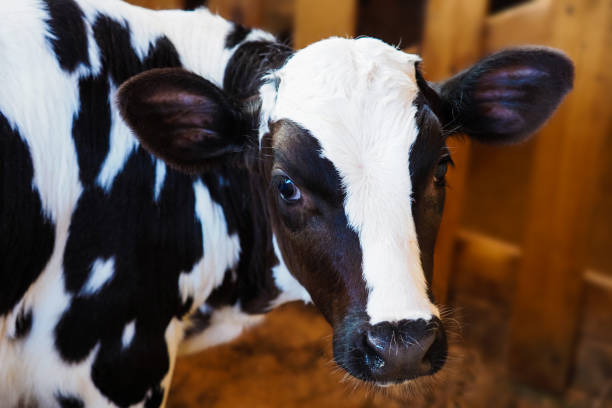 istock Beautiful black and white calf in a barn. Calf portrait 1252714040