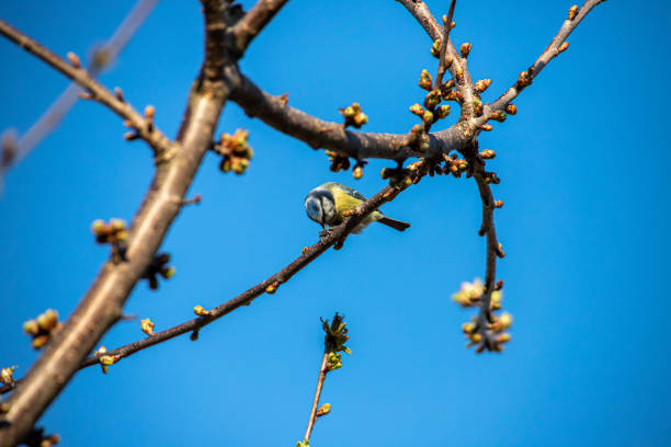 Blue tit feeding a sunflower seed