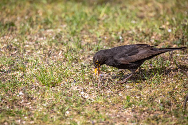 istock Blackbird with food in its beak 1252714308