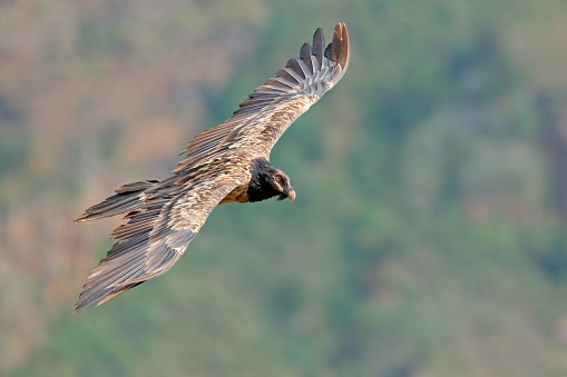 An endangered bearded vulture (Gypaetus barbatus) in flight, South Africa