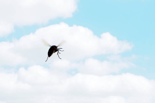 Wasp flying against the blue sky, bee