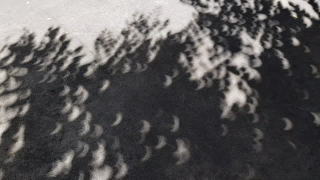 Solar Eclipse Phenomena Crescent Shadows Through Tree Leaves on the floor