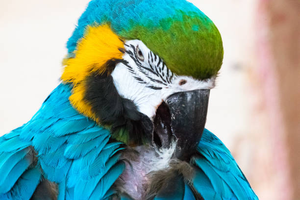 istock A beautiful yellow-blue macaw parrot cleans feathers on his chest 1252717546