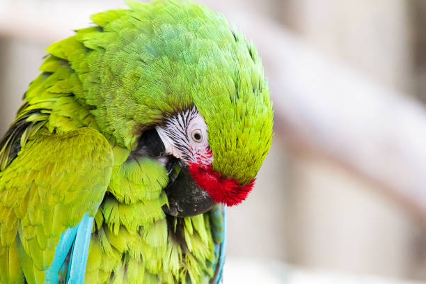 istock A beautiful bright green-colored macaw parrot is cleaning feathers. 1252717553