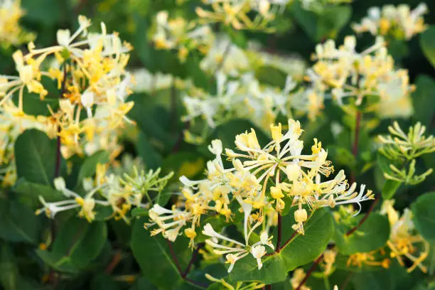 White yellow flowers Honeysuckle or Woodbine. Lonicera japonica, known as Japanese honeysuckle in the garden