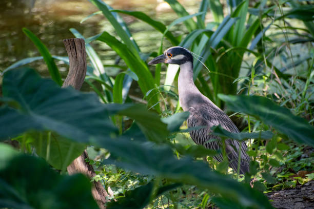 Heron in the woods stock photo