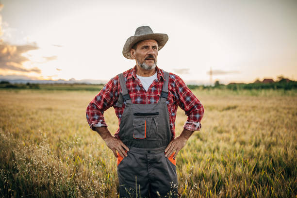 istock Senior rancher in the wheat field 1252719018