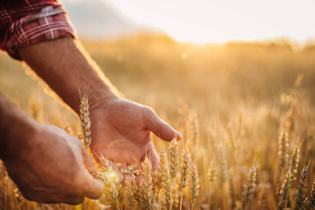 istock Senior rancher examining wheat crops 1252719175