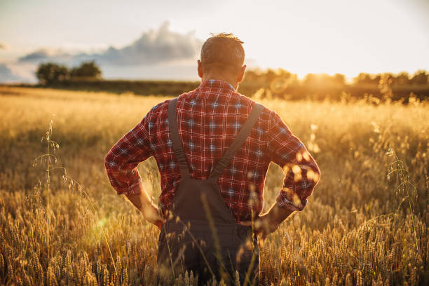 istock Senior farmer in the wheat field 1252720147
