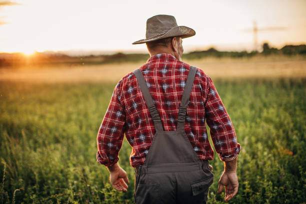 istock Senior farmer in the field 1252720165