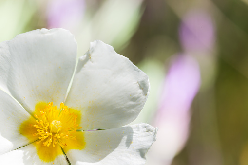 Cistus populifolius, flower with white petals and yellow filaments with an unfocused background habitat in Spain, Portugal and southern France