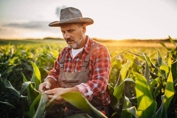 istock Senior farmer examining quality of corn 1252720218