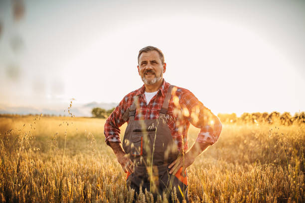 istock Senior farm worker in the wheat field 1252720251