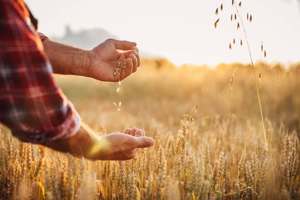 istock One senior rancher examining wheat crops 1252720581