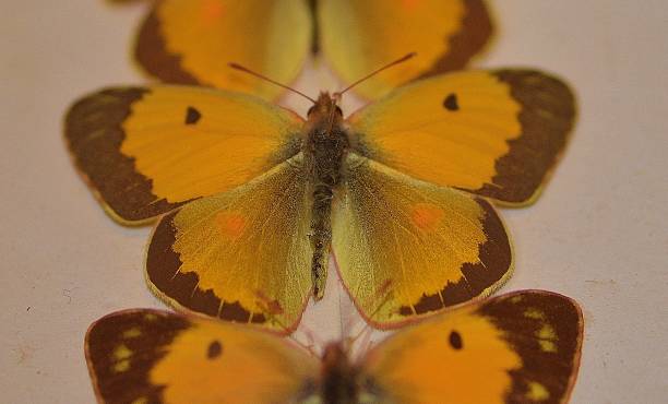 istock Vintage butterfly from an old private collection 1252720875