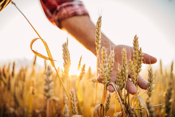 istock One rancher examining wheat crops 1252721587