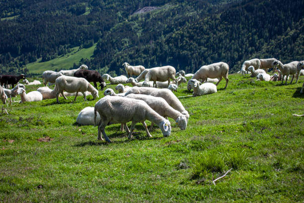 istock flock of sheep high in the mountains 1252721879