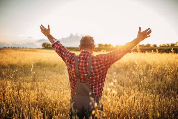 istock One happy senior farmer in the wheat field 1252721896