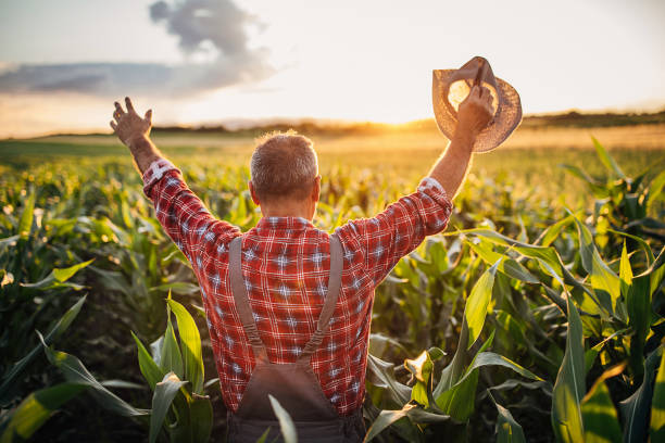 istock Happy senior farmer in the corn field 1252723176