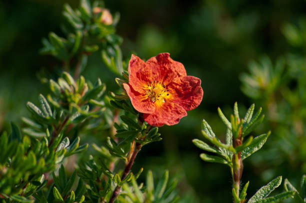 Shrubby cinquefoil Red Ace. Dasiphora fruticosa Close-up of Shrubby cinquefoil Red Ace. Dasiphora fruticosa, syn. Potentilla fruticosa. potentilla fruticosa stock pictures, royalty-free photos & images