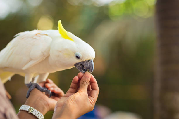 istock Cockatoo is eating from hands 1252724325