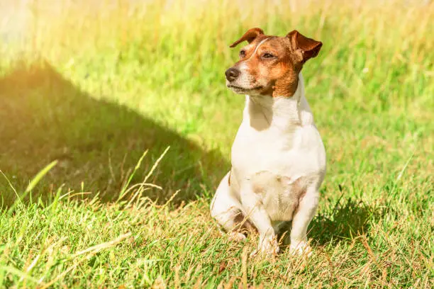 Dog Jack Russell Terrier sits on the grass, looks aside