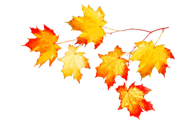 istock bright colorful leaves 1252726995