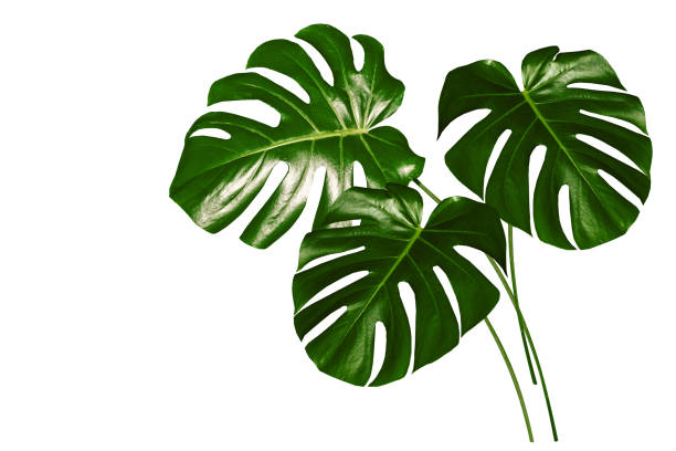 istock tropical flower monstera isolated on white background. 1252728356