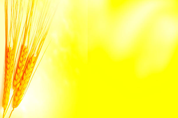 Blurred background. field. spikelets of wheat on a background summer landscape
