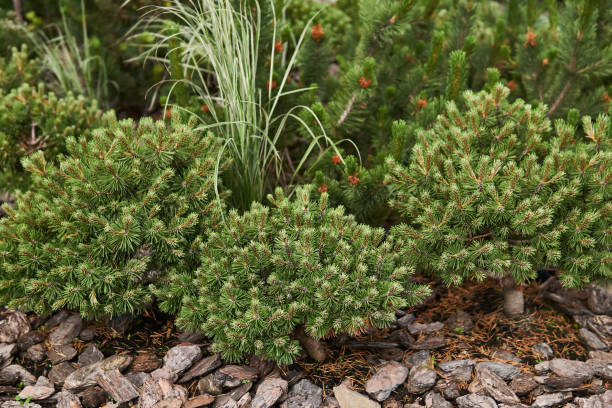 istock mugo pines in landscaping 1252728630