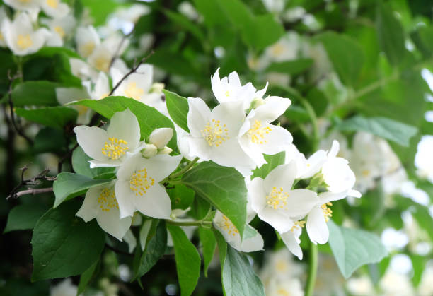 istock Flowering branch of mock orange 1252735525