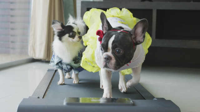 Cute Chihuahua and French Bulldog  with costume walking on a Treadmill at home