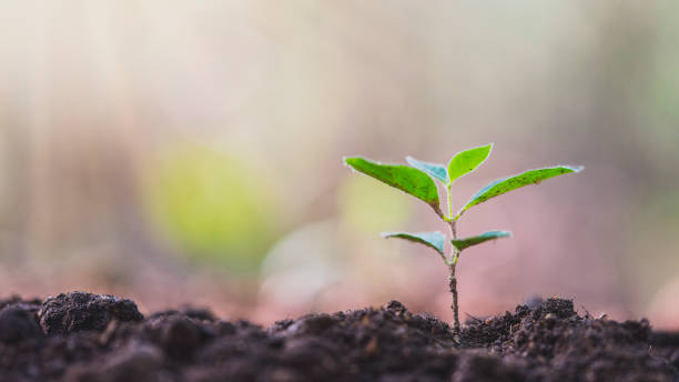istock Young plant in the morning light 1252736406