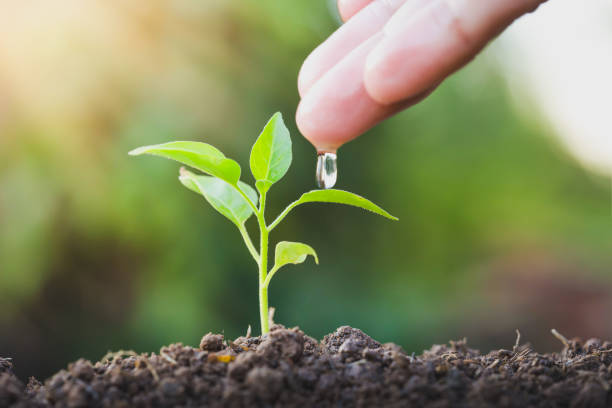 istock Farmer's hand watering a young plant 1252736615