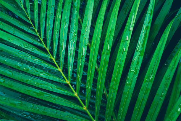 istock rain drop on tropical palm leaf, dark green background 1252736880