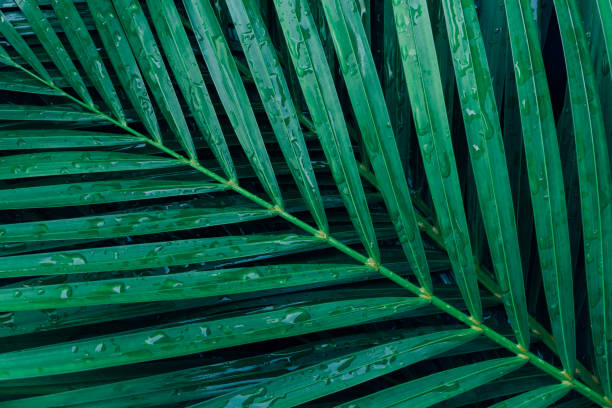 istock rain drop on tropical palm leaf, dark green background 1252738164