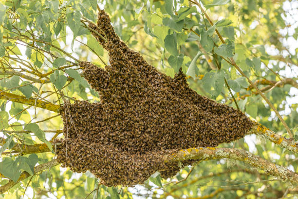 A swarm usually finds a temporary site not far from its original hive and not far off the ground and stays there until the scouts find a permanent location nearby.
