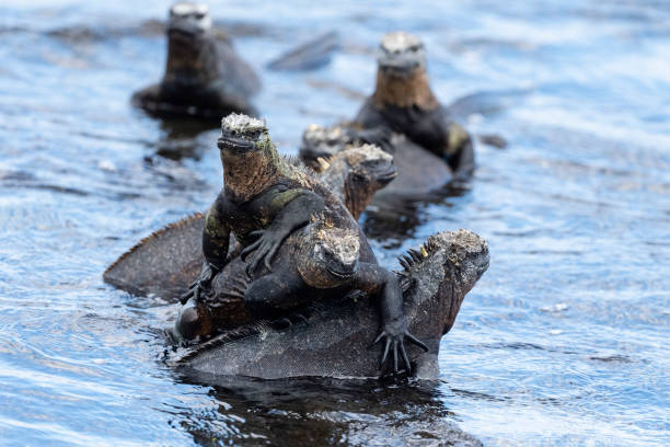 istock Marine iguanas, Galapagos islands 1252740404