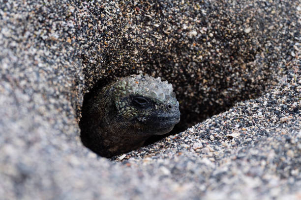 Marine iguana, amblyrhynchus cristatus, in its natural environment. Endemic and vulnerable specie of Galapagos island. Head out of the hole in the sand.