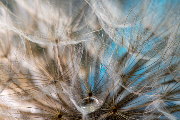 löwenzahn und tautropfen - dandelion water dandelion seed dew stock-fotos und bilder