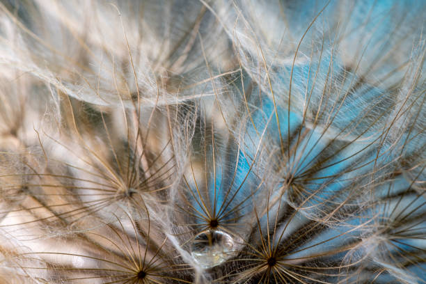 gocce di tarassaco e rugiada - dandelion water dandelion seed dew foto e immagini stock