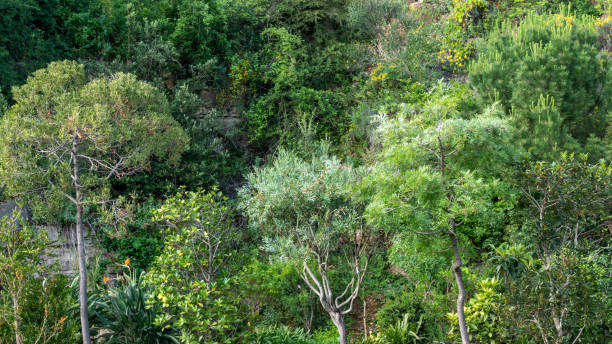 istock Beautiful cultivated tree landscape 1252744529