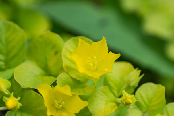 istock Creeping Jenny Flowers in Summer 1252744603