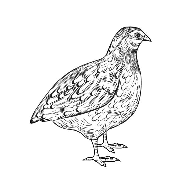 Quail Vector illustration of a quail quail bird stock illustrations