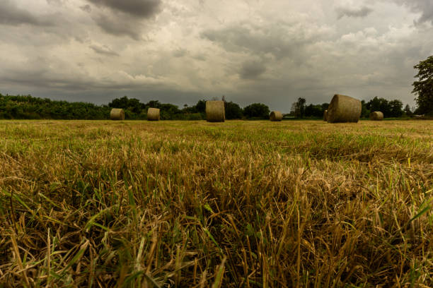 istock Hay bales lie on the field 1252745310
