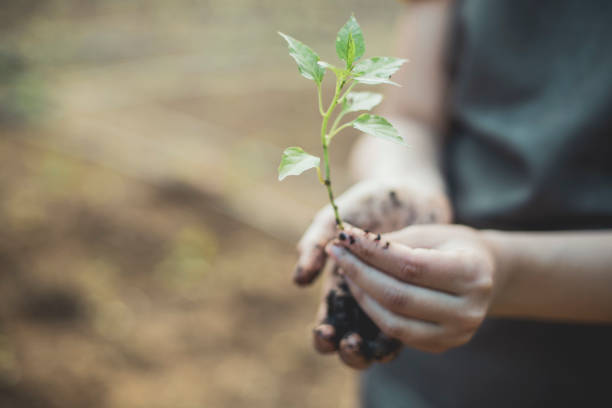 istock Carefully holding a young plant 1252745361
