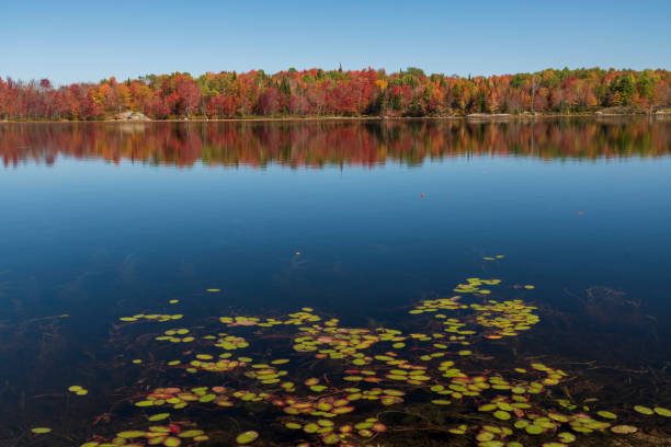 istock Foliage colours in Ontario 1252745574