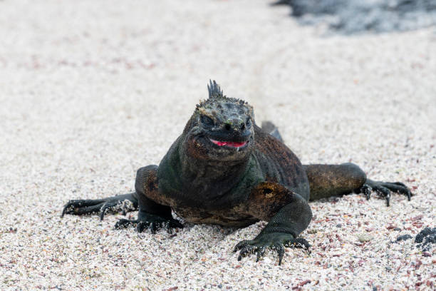 Marine iguana, amblyrhynchus cristatus, in its natural environment. Endemic and vulnerable specie of Galapagos island.