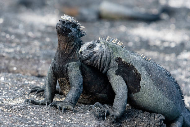 istock Two Marine iguanas embracing, Galapagos islands 1252748071